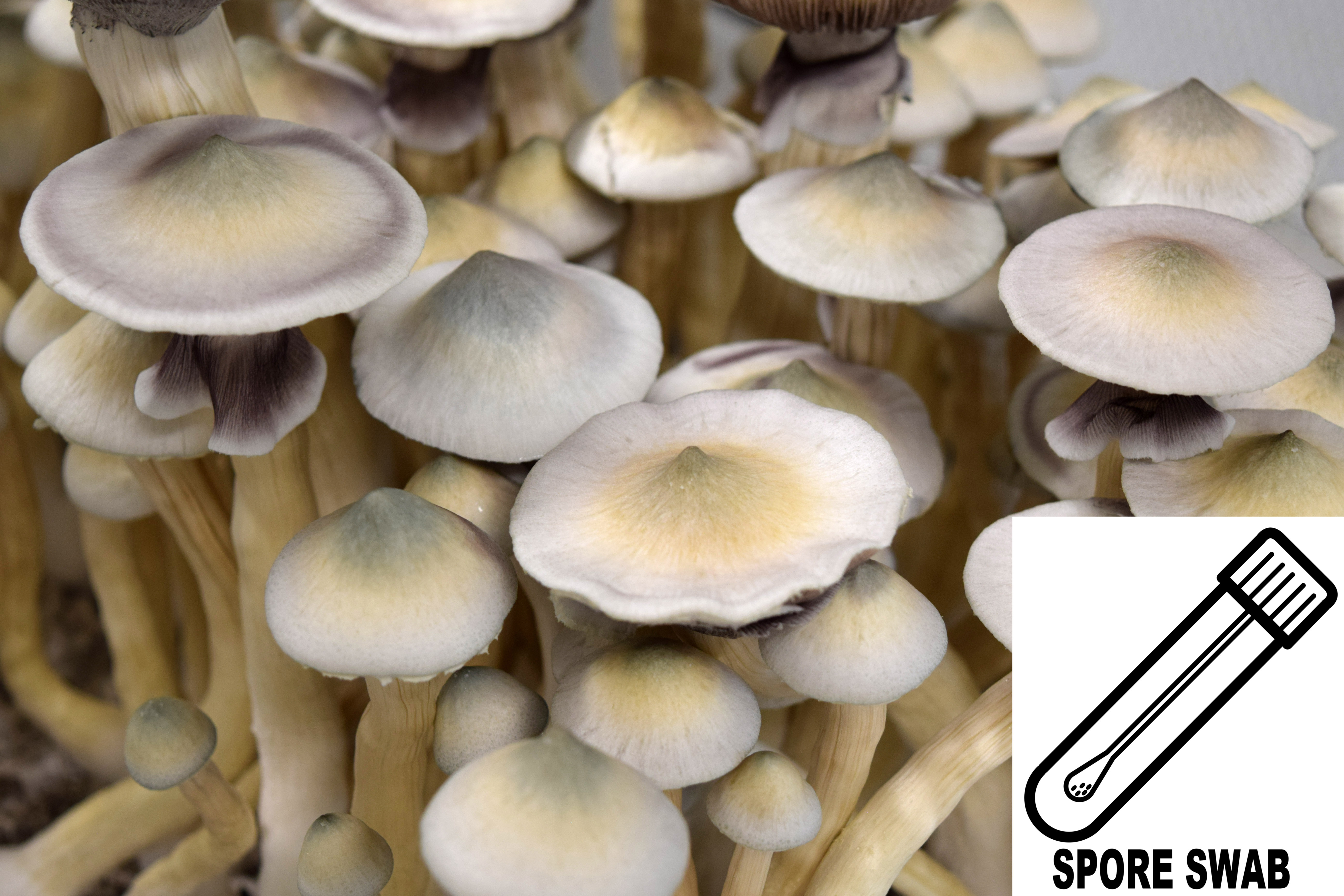 Psilocybe cubensis : Albino (Leucistic) A+ Spore Swab